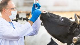 В МВА им.Скрябина разработали диагностический набор для определения беременности коров